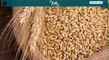 15 نوفمبر.. أسعار الأرز تتغير والحبة الرفيعة تثير جدلاً في الأسواق